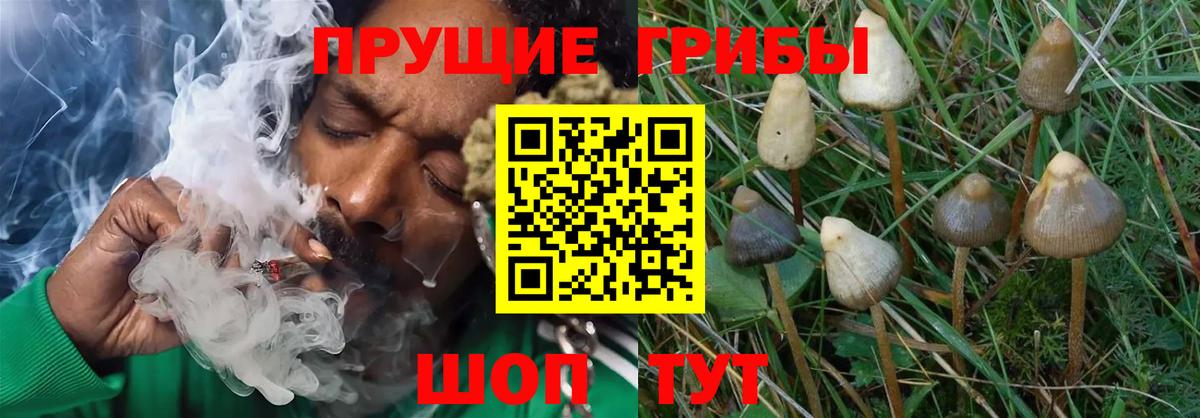 Галлюциногенные грибы мицелий Якутск